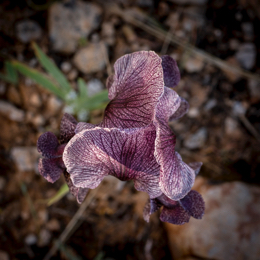 Al-Arz;Iris;Iris-Cedreti;Kaleidos;Kaleidos-images;Lebanon;Middle-East;Near-East;Proche-Orient;Tarek-Charara;Flowers;Endemic;Endangered-species;Endemic-species;Critically-endangered;Critically-endangered-species